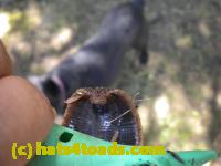 /home//u458753944/public_html/sourcegallery/////Insects and small critters/slugs snails leaches (Gastropoda and Annelida)/DSCN8375.JPG